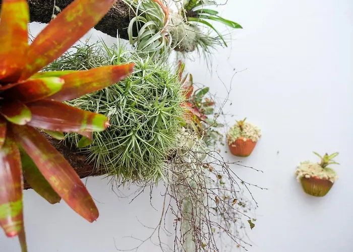 Cantinho Do Cantagalo